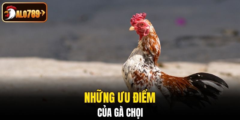 Những ưu điểm của gà chọi