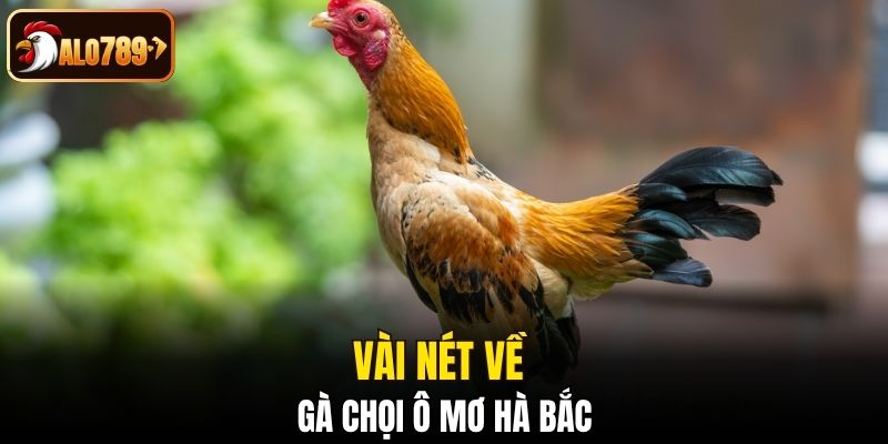 Vài nét về gà chọi ô mơ Hà Bắc