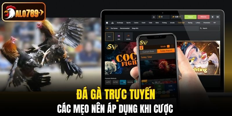 Các mẹo nên áp dụng khi cược đá gà trực tuyến