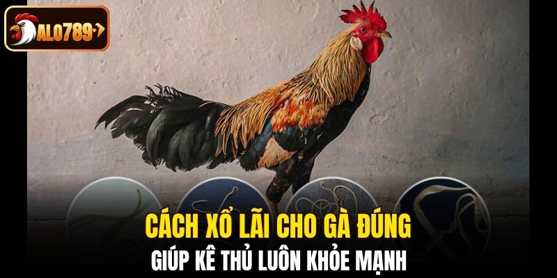 Cách xổ lãi cho gà