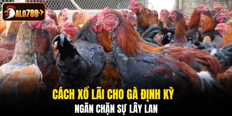 Cách xổ lãi cho gà định kỳ ngăn chặn sự lây lan 
