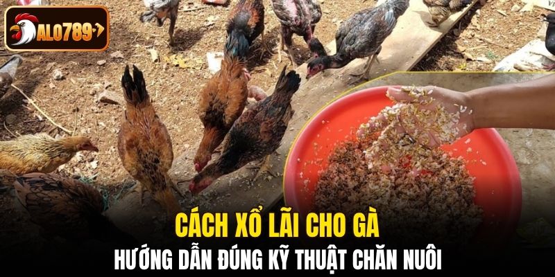 Cách xổ lãi cho gà đúng kỹ thuật chăn nuôi