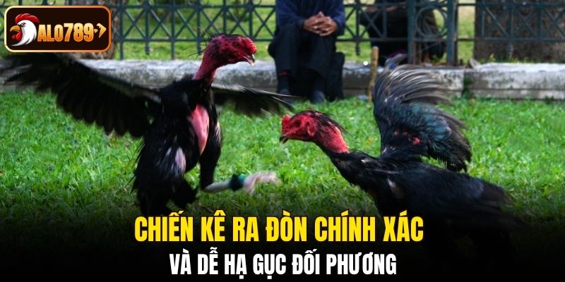 Chiến kê ra đòn chính xác và dễ hạ gục đối phương