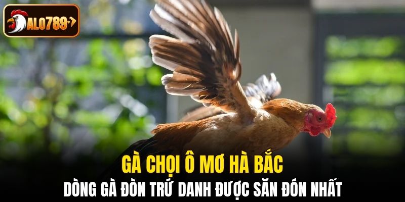 Gà chọi ô mơ Hà Bắc