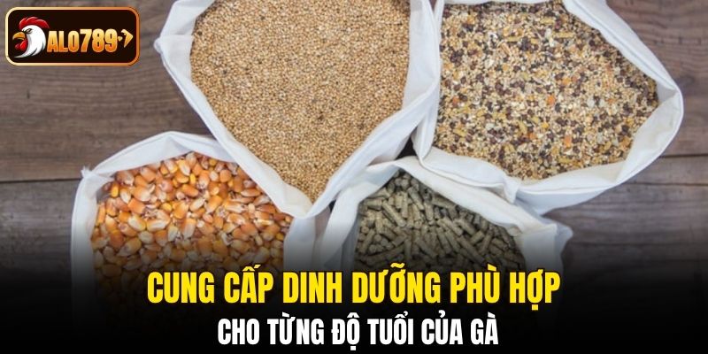 Cung cấp dinh dưỡng phù hợp cho từng độ tuổi của gà