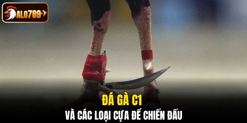 Đá gà C1 sử dụng các loại cựa để chiến đấu