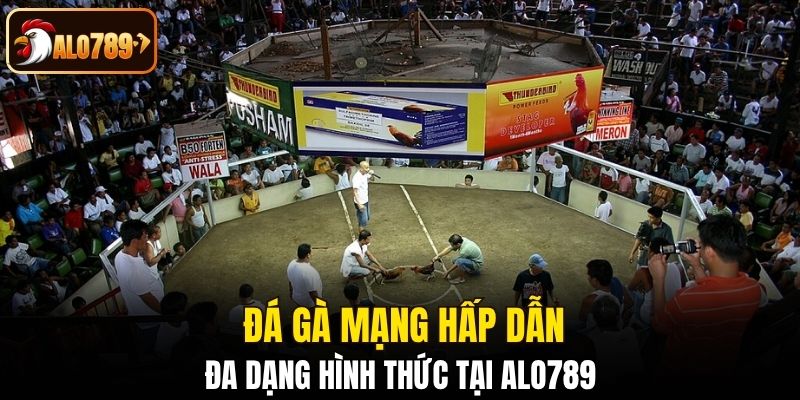 Đá gà mạng hấp dẫn, đa dạng hình thức tại Alo789