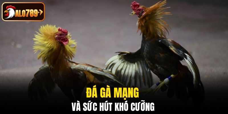 Đá gà mạng và sức hút khó cưỡng