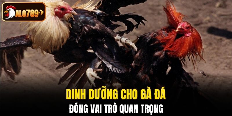 Dinh dưỡng cho gà đá luôn đóng vai trò quan trọng