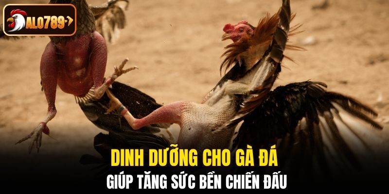 Dinh dưỡng cho gà đá giúp tăng sức bền chiến đấu