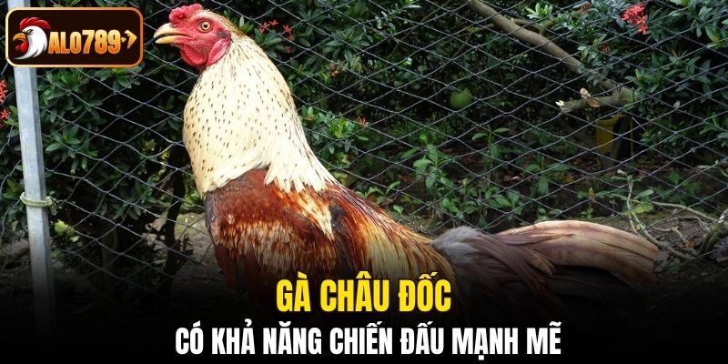 Gà Châu Đốc có khả năng chiến đấu mạnh mẽ