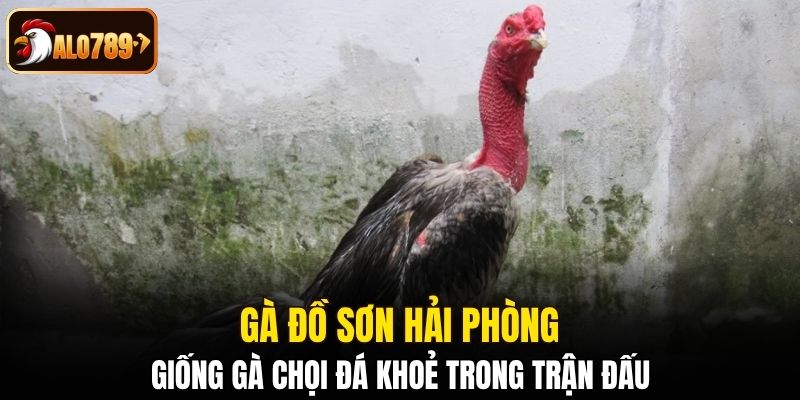 Gà đồ sơn Hải Phòng