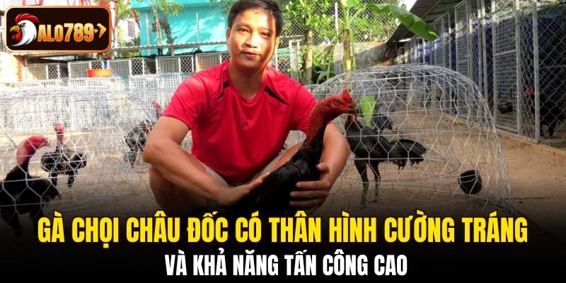 Giống gà chọi Châu Đốc có thân hình cường tráng và khả năng tấn công cao