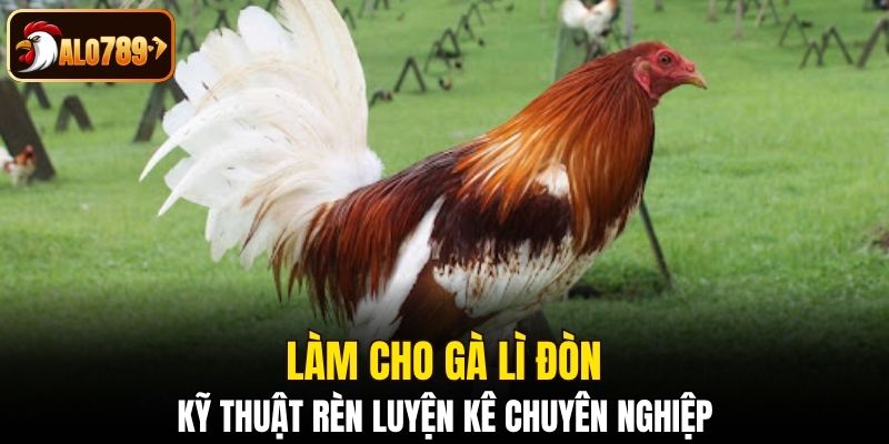 Làm cho gà lì đòn