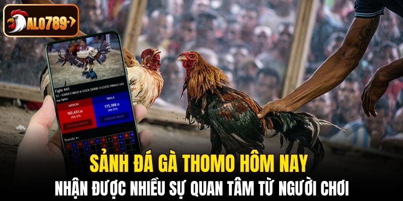 Sảnh đá gà Thomo hôm nay nhận được nhiều sự quan tâm từ người chơi