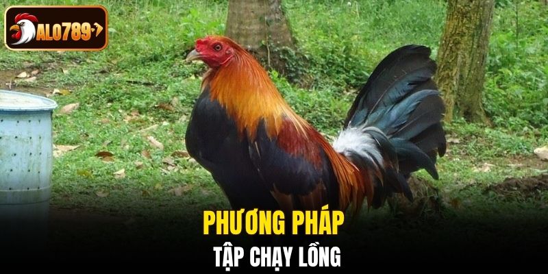 Tập lực cho gà với phương pháp chạy lồng