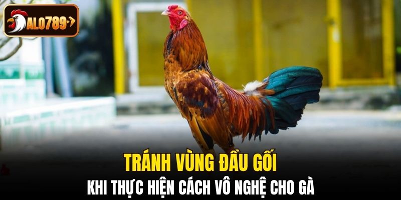 Tránh vùng đầu gối khi thực hiện cách vô nghệ cho gà